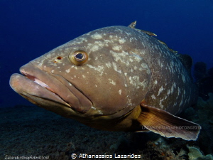 Grouper by Athanassios Lazarides 